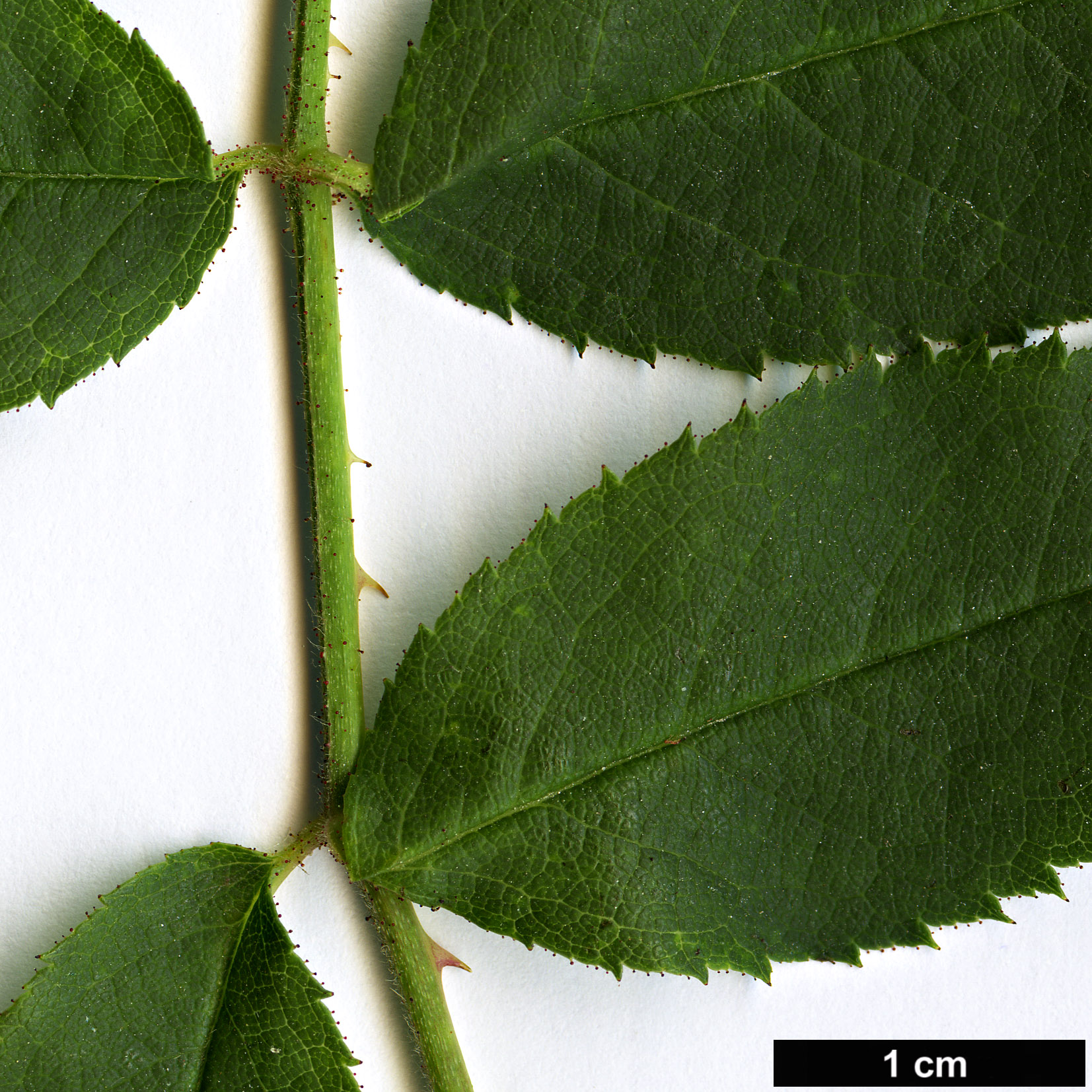 High resolution image: Family: Rosaceae - Genus: Rosa - Taxon: marginata